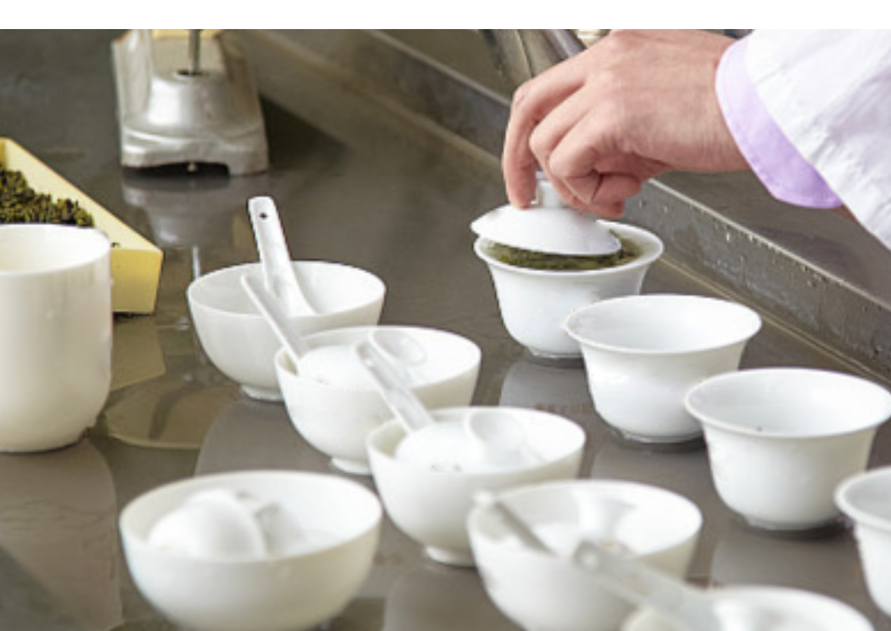 找找茶评茶团队审评现场